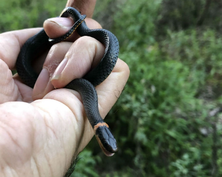 Northern Ringneck Snake